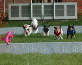Enlarge photo 109