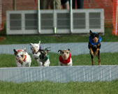 Enlarge photo 108