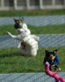 Enlarge photo 96