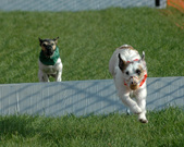Enlarge photo 93