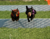 Enlarge photo 91