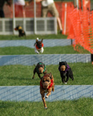 Enlarge photo 86