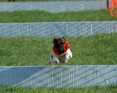 Enlarge photo 84