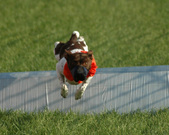 Enlarge photo 83