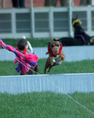 Enlarge photo 78