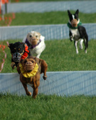 Enlarge photo 76