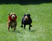Enlarge photo 68