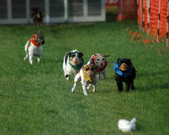 Enlarge photo 30