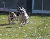 Enlarge photo 39