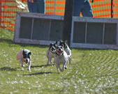 Enlarge photo 29