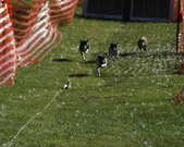 Enlarge photo 20