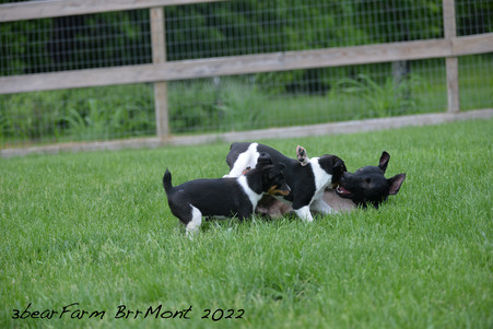 Enlarge photo 1325