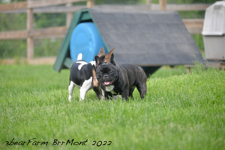 Enlarge photo 1242