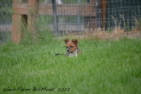 Enlarge photo 1211