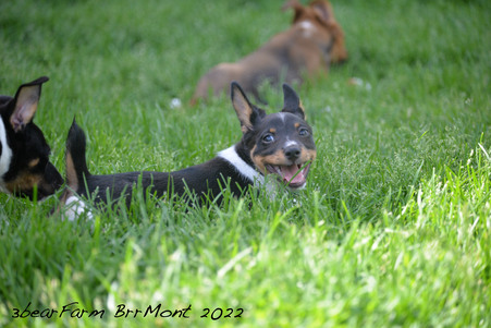 Enlarge photo 1049