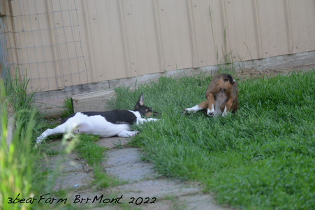 Enlarge photo 1036
