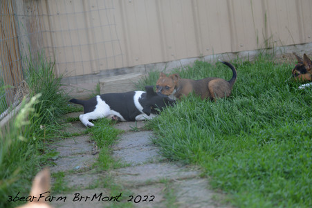 Enlarge photo 1028