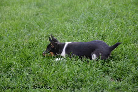 Enlarge photo 591