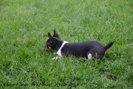 Enlarge photo 590