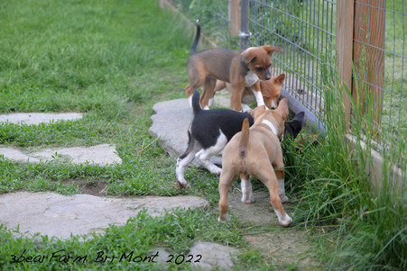 Enlarge photo 538