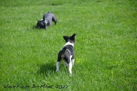Enlarge photo 333