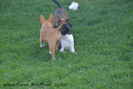 Enlarge photo 275