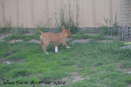 Enlarge photo 267