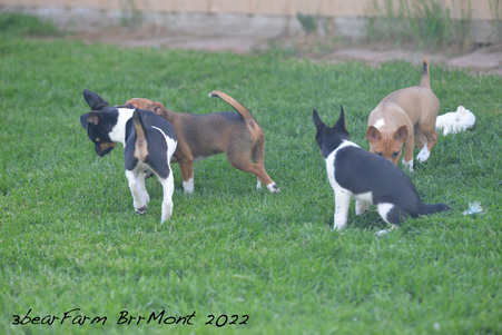 Enlarge photo 243