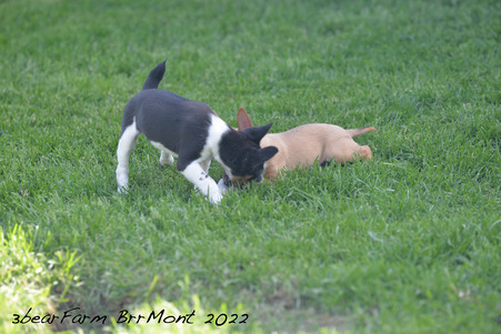 Enlarge photo 228