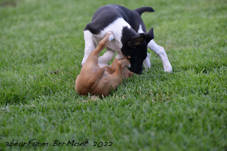 Enlarge photo 44
