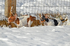 Enlarge photo 42