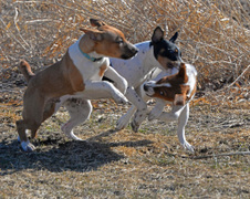 Enlarge photo 142