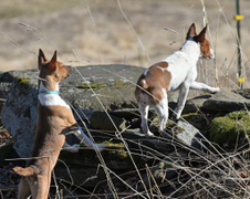 Enlarge photo 146