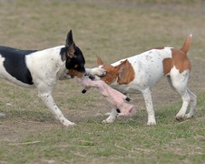 Enlarge photo 175