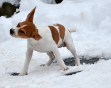 Enlarge photo 63