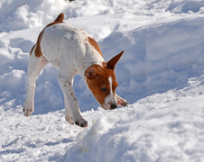 Enlarge photo 99