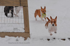 Enlarge photo 259