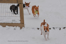 Enlarge photo 258