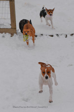 Enlarge photo 255