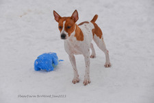 Enlarge photo 250