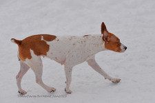 Enlarge photo 249