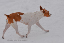 Enlarge photo 248