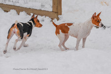 Enlarge photo 246