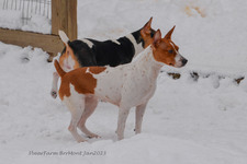 Enlarge photo 244
