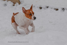Enlarge photo 242