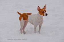 Enlarge photo 332
