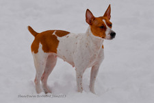 Enlarge photo 331