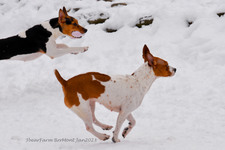 Enlarge photo 323