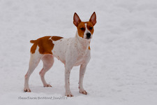 Enlarge photo 309