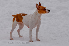 Enlarge photo 307